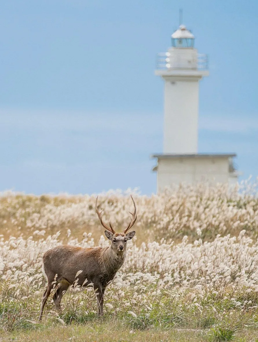 Deer standing in dry grass with a white lighthouse behind